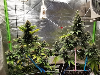 Growreport Bild 1