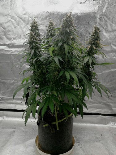 Growreport Bild 6