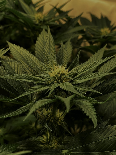 Growreport Bild 61