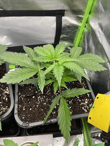 Growreport Bild 15