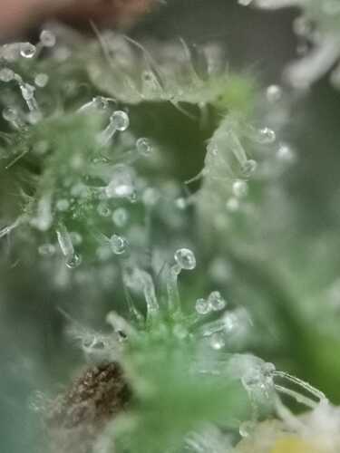 Trichom 03