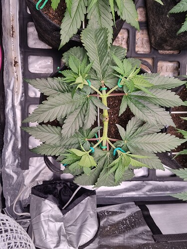 Growreport Bild 28