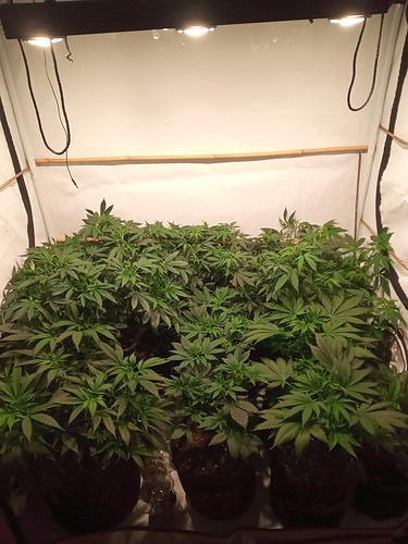 Growreport Bild 8
