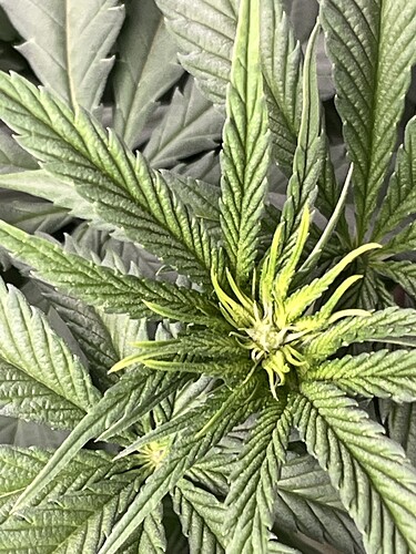 Growreport Bild 2