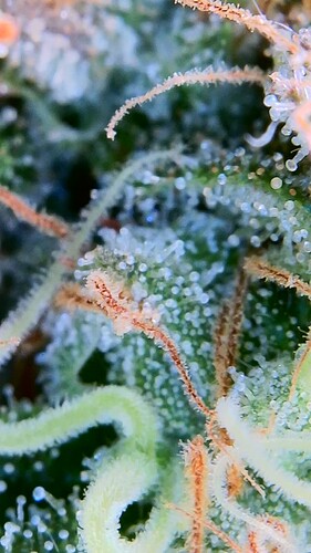 Growreport Bild 9