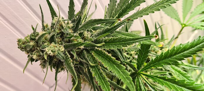 Growreport Bild 6
