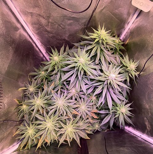 Growreport Bild 6