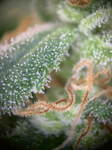 Growreport Bild 1