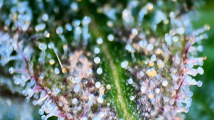 Growreport Bild 17