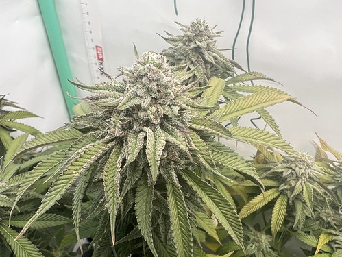 Growreport Bild 10