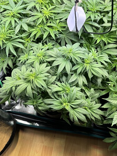 Growreport Bild 11