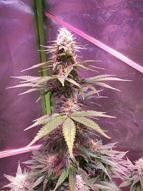 Growreport Bild 23