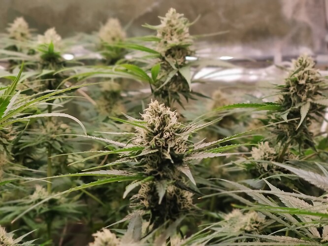 IMG_20220716_052631_Bokeh