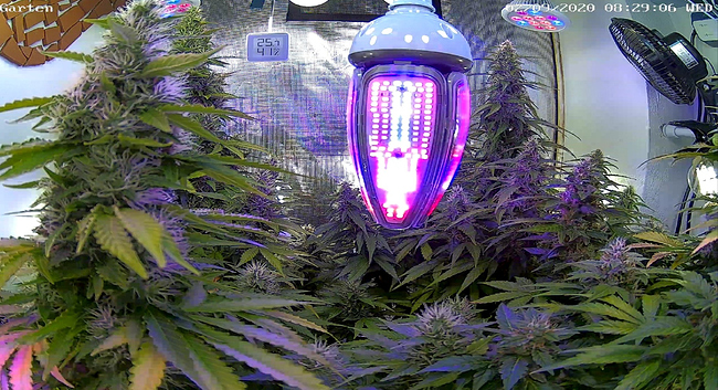 Growreport Bild 2