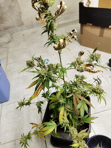 Growreport Bild 6