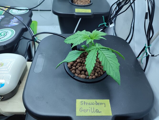 Growreport Bild 31
