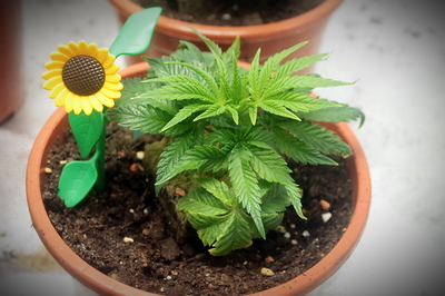 Growreport Bild 5
