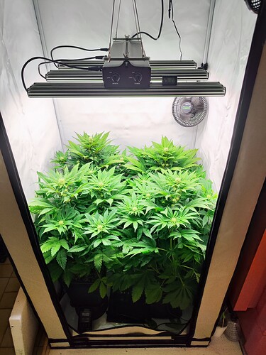 Growreport Bild 3