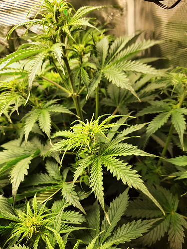 Growreport Bild 6