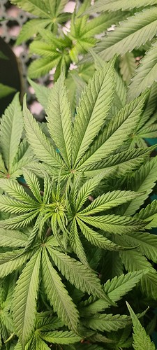 Growreport Bild 4