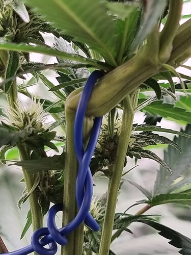 Growreport Bild 6