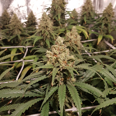Growreport Bild 13
