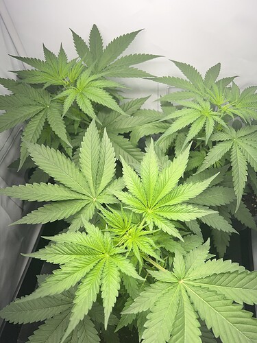 Growreport Bild 2