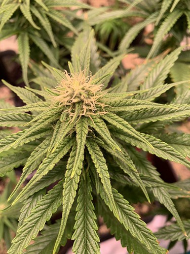 Growreport Bild 3