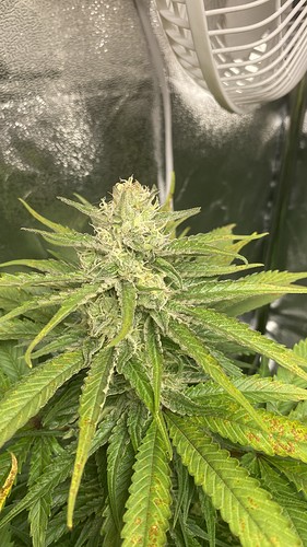 Growreport Bild 16