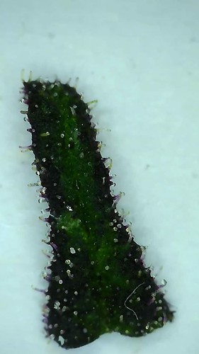 Growreport Bild 5