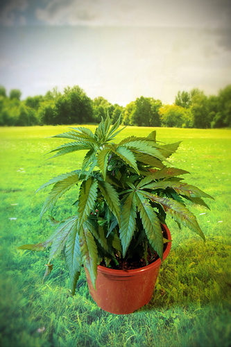 Growreport Bild 5