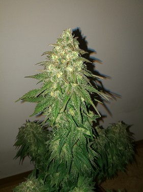 Growreport Bild 22