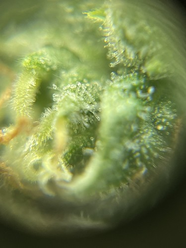 Growreport Bild 30