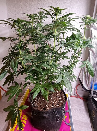 Growreport Bild 1
