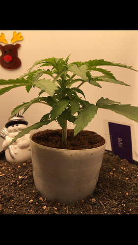 Growreport Bild 19