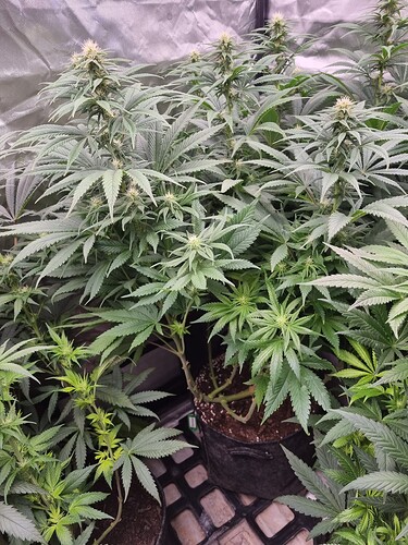 Growreport Bild 31