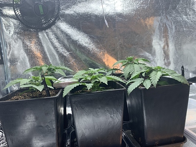 Growreport Bild 7