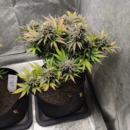 Growreport Bild 21