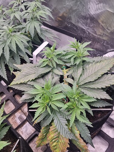 Growreport Bild 19