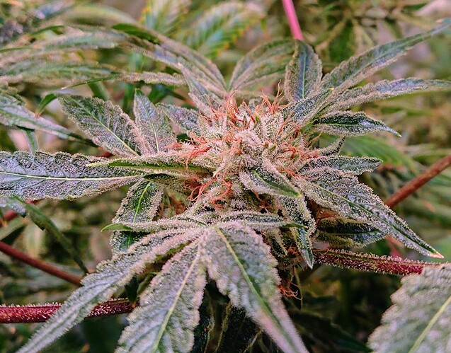 Growreport Bild 11
