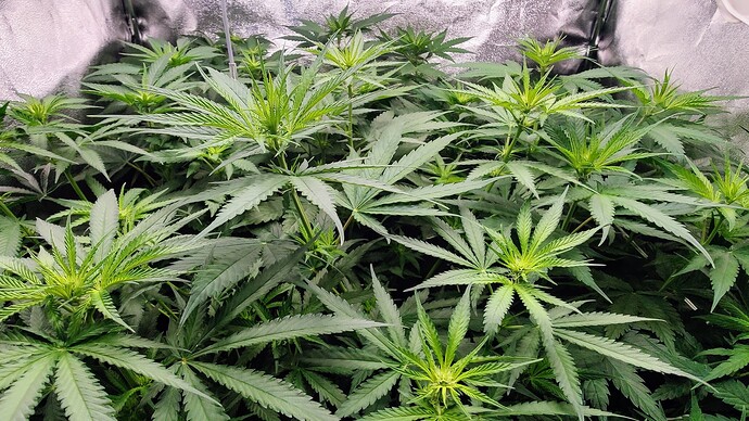 Growreport Bild 6
