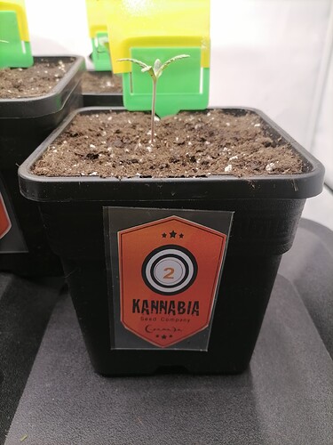 Growreport Bild 47