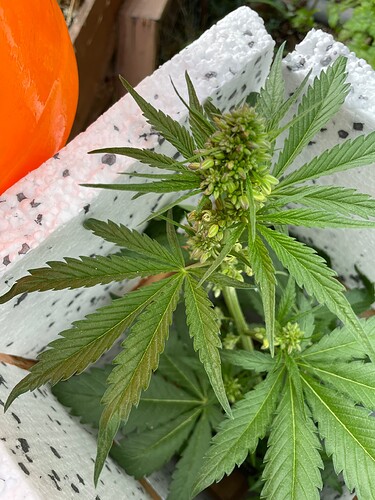 Growreport Bild 4