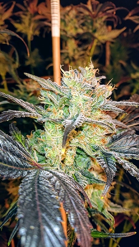 obscura1607809043796