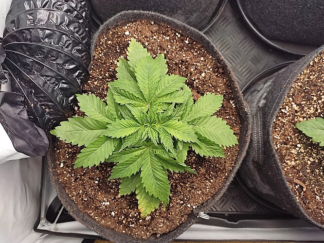 Growreport Bild 31