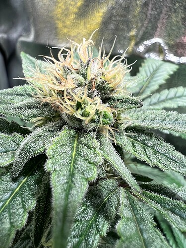Growreport Bild 16