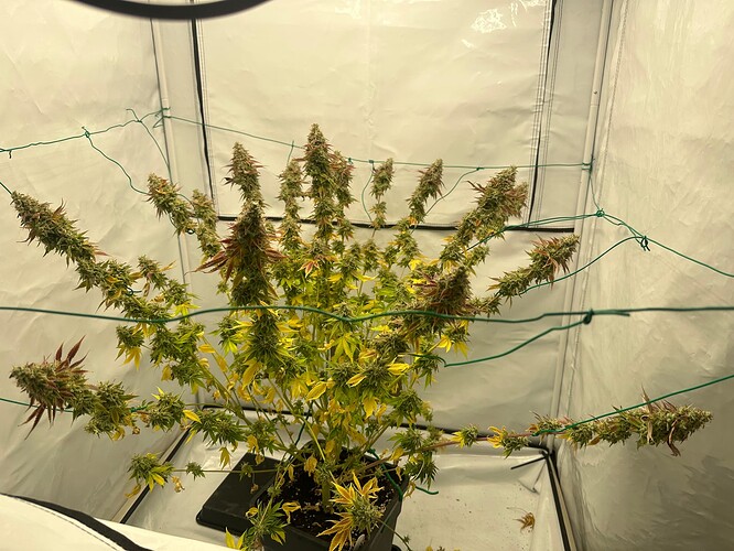 Growreport Bild 3