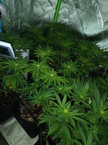 Growreport Bild 7