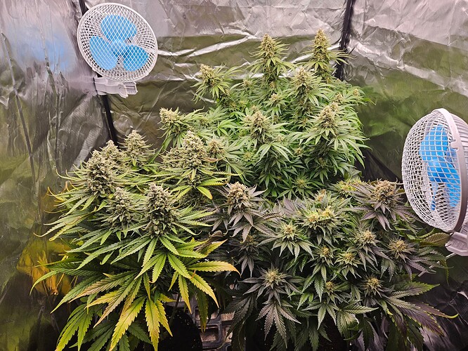 Growreport Bild 39