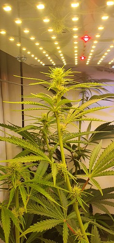 Growreport Bild 6